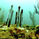 coral restoration biodegradable straws